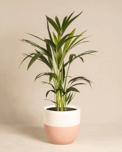 Die Kleine Kentiapalme mit ihren langen, schlanken grünen Blättern ist in einem rosa-weißen Keramiktopf gepflanzt und bringt tropisches Flair auf einen schlichten beigen Hintergrund.