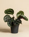 Die Kleine Calathea Roseopicta - feey ist eine tierfreundliche Zimmerpflanze mit großen, rundlichen, dunkelgrünen Blättern und hellgrüner Musterung. Sie wächst in einem schlichten dunkelgrauen Topf vor beigem Hintergrund.