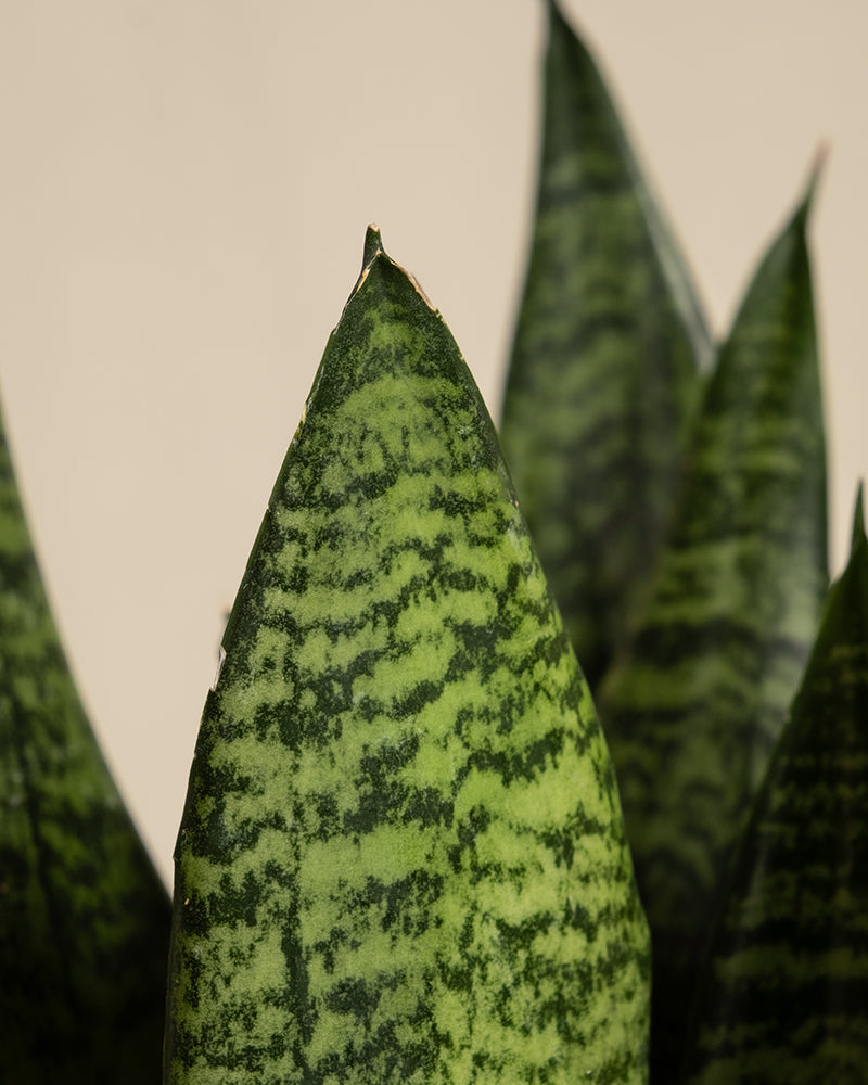 Eine Nahaufnahme der Kleinen Grünen Schwiegermutterzunge zeigt ihre spitzen Blätter mit dunkelgrünen horizontalen Mustern auf hellgrüner Basis, die einen eleganten Kontrast zu einem sanften beigen Hintergrund bilden.