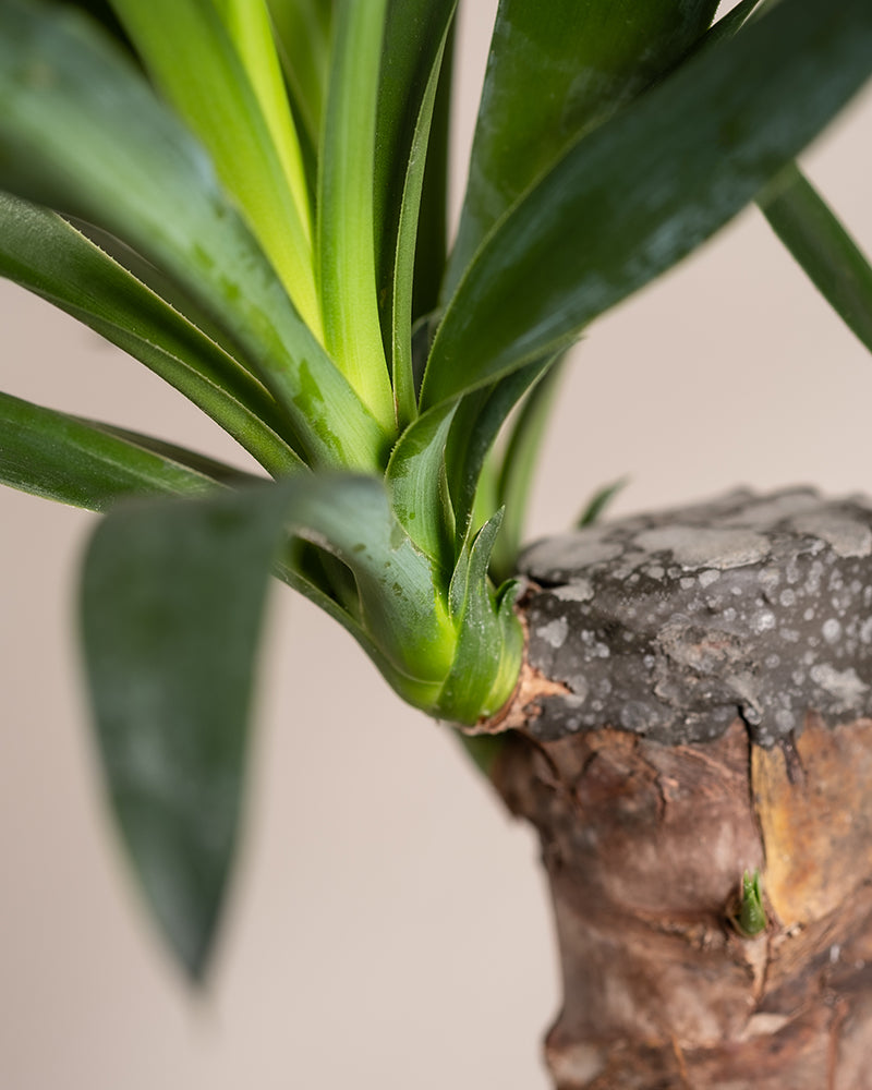Nahaufnahme einer kleinen Yucca-Pflanze, die die Basis zeigt, wo dunkelgrüne Blätter aus dem Stamm wachsen. Der Stamm weist eine raue, strukturierte Oberfläche mit einer bräunlichen Farbe auf, während die glänzenden Blätter zu einem tropischen Flair beitragen. Der Hintergrund ist unscharf.