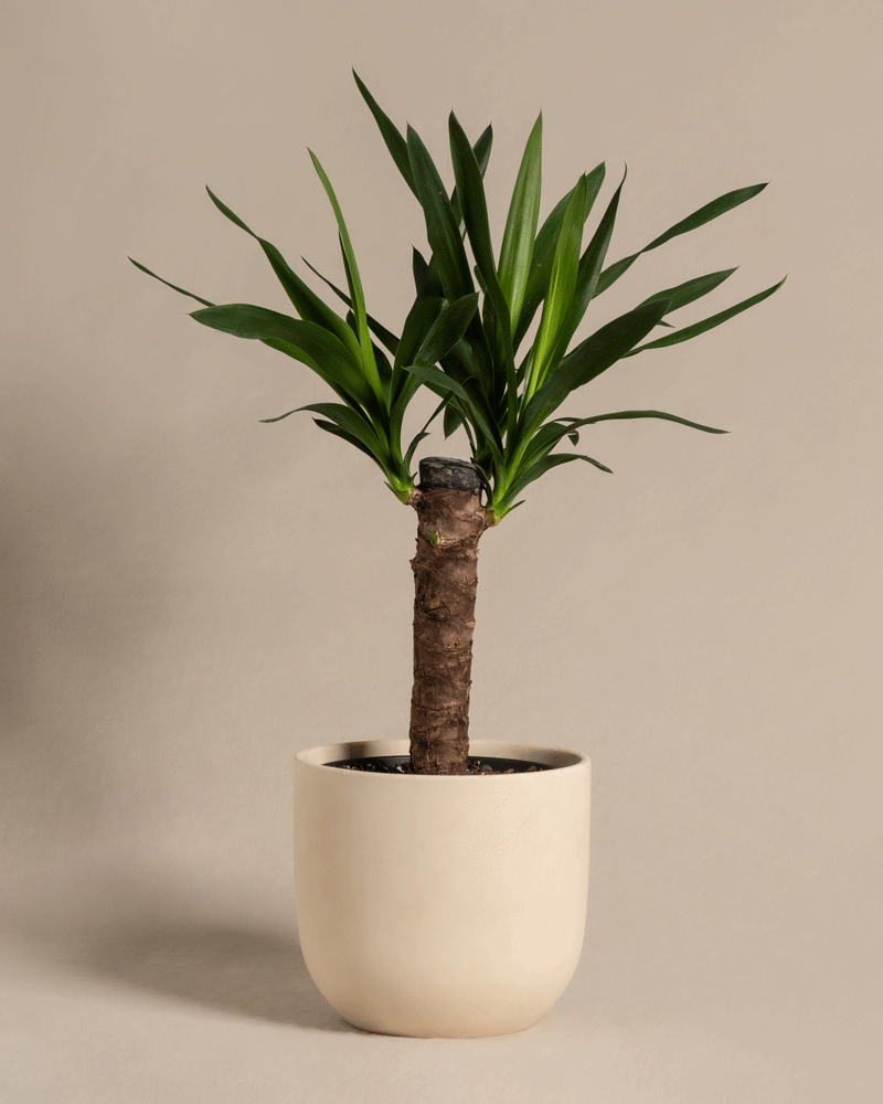 Eine kleine Zimmerpflanze, Kleine Yucca, mit breiten grünen Blättern, die aus einem dicken braunen Stiel hervorwachsen, steht in einem minimalistischen beigen Keramiktopf. Der Hintergrund ist in einem kräftigen hellbeigen Farbton gehalten, was der Szene ein sauberes und ruhiges Aussehen mit einem Hauch tropischen Flairs verleiht.