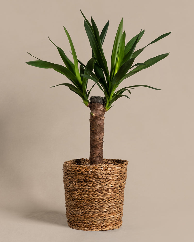Eine kleine Yucca mit langen, spitzen grünen Blättern, die aus ihrem dicken braunen Stamm herausragen, ist in einem geflochtenen, zylindrischen, naturfarbenen Korb platziert. Diese graue Palmlilie bringt einen Hauch tropisches Flair auf den schlichten beigen Hintergrund.