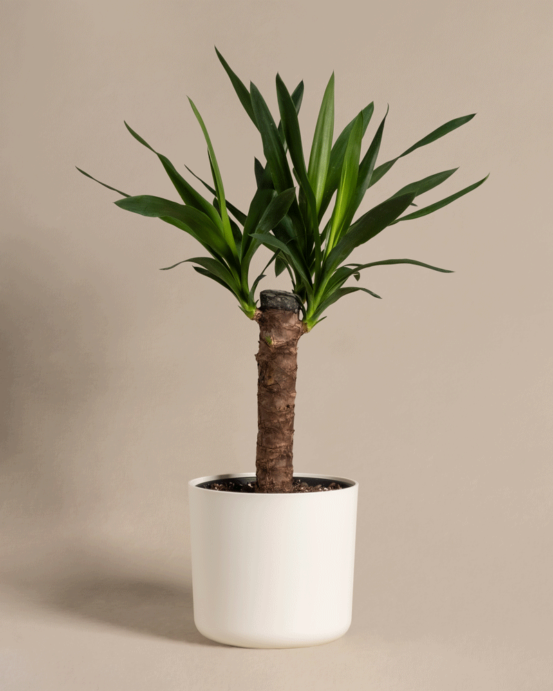 Eine Topfpflanze mit langem Stiel verleiht jedem Raum einen Hauch tropisches Flair, besonders wenn es sich um die elegante Kleine Yucca handelt.
