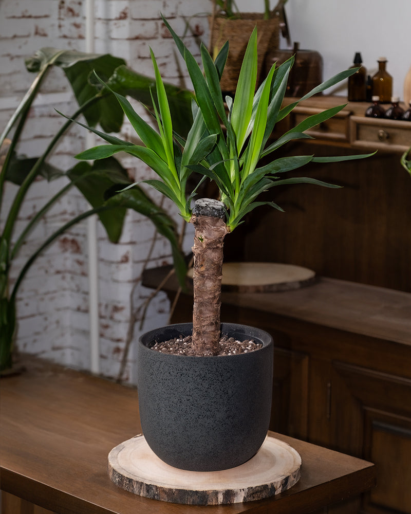 Kleine Yucca feey Zimmerpflanzen 🌱 feey GmbH