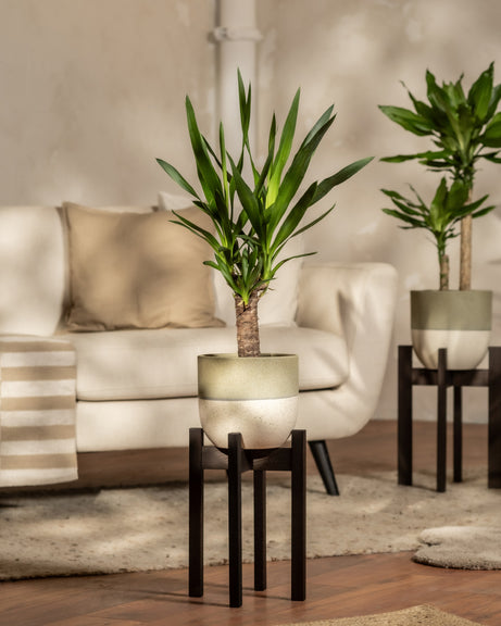 Eine kleine Yucca in einem grünen Variado- Topf auf einem schwarzen feey Pflanzenständer. 