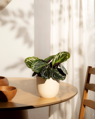 Eine Kleine Calathea Roseopicta - Fee mit breiten grünen Blättern ruht auf einem runden Holztisch neben zwei Holzschalen, während Sonnenlicht und Schatten auf einem weißen Vorhang in dieser ruhigen, minimalistischen Zimmerpflanzenszene spielen.