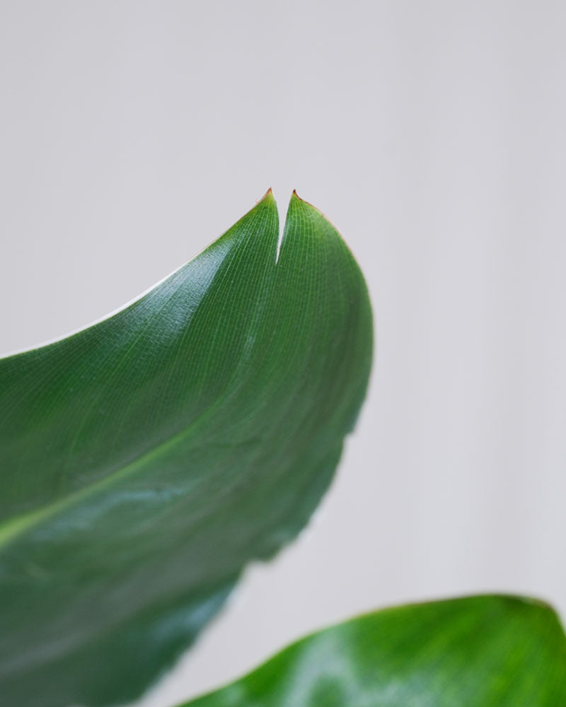 Detailaufnahme von einem Blatt mit kleinem Makel einer kleinen Strelitzie.