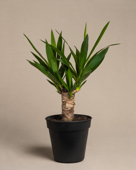 Kleine Yucca ohne Übertopf