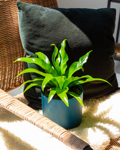 Kleiner Nestfarn in blauem Übertopf in einem Wonzimmersetting.