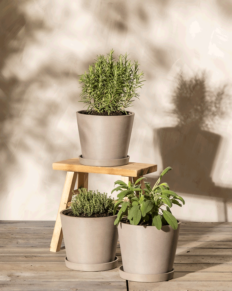 Drei Kräutertöpfe – Kräuter-Trio – sind auf einem kleinen Holzhocker und einem Holzlattenboden arrangiert. Die Pflanzen werfen sanfte Schatten auf die Wand dahinter. Der Hintergrund ist neutral gehalten, sodass das Grün hervorsticht.