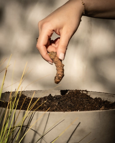 Eine Hand hält ein Stück Ingwer, bekannt als Kurkuma, ein bekanntes Superfood, über einen großen Topf mit Erde. Links neben dem Topf ist vor einem leicht verschwommenen Hintergrund eine kleine Pflanze mit grünen Blättern zu sehen.
