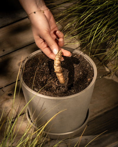 Eine Hand pflanzt eine Ingwerwurzel, bekannt als Kurkuma, in einen mit Erde gefüllten Topf auf Holzbrettern, umgeben von Gras. Die Person, die ein zartes Armband trägt, pflegt dieses Superfood sorgfältig.