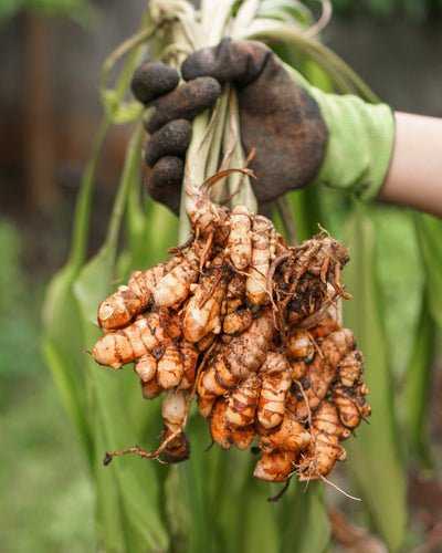 Eine behandschuhte Hand hält ein Bündel frisch geernteter Kurkuma-Wurzeln, die als Superfood gelten, mit grünen Blättern. Die erdbedeckten Wurzeln stehen vor einem verschwommenen grünen Gartenhintergrund.