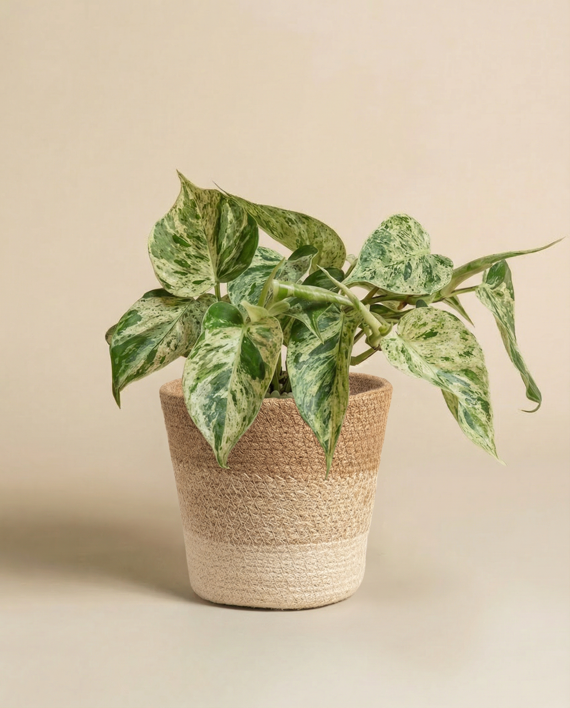 Ein Philodendron 'Oxycardium Variegata' von feey mit grün panaschierten, samtigen Blättern in einem zweifarbigen geflochtenen Pflanzkorb vor einem neutralen beigen Hintergrund.