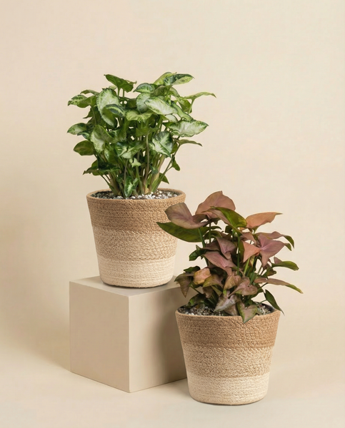 Schweizer Syngonium-Duo