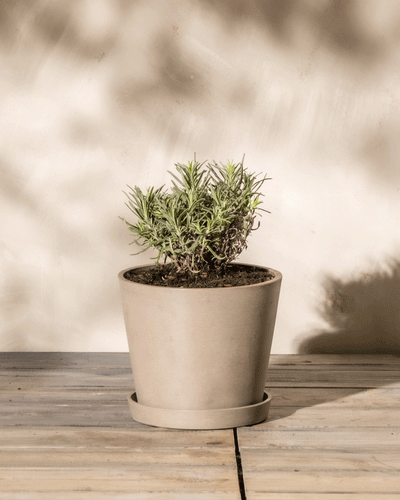 Eine gesunde Rosmarinpflanze steht in einem Topf in neutraler Farbe auf einer Holzoberfläche. Der Hintergrund ist sanft beleuchtet und wirft sanfte Schatten, wodurch eine ruhige und minimalistische Atmosphäre entsteht. Die grünen Blätter des Rosmarins bilden einen Kontrast zur beigen Umgebung, begleitet von einem Lavendel in Essbar-Optik.