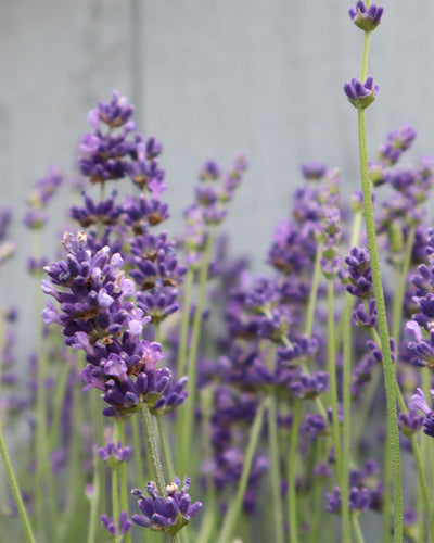 Nahaufnahme von Lavandula angustifolia mit Büscheln kleiner, leuchtend violetter Blüten auf hohen, dünnen grünen Stielen. Der Hintergrund ist verschwommen, wodurch die Details der Lavendelblüten hervorgehoben werden. Die Gesamtstimmung ist ruhig und heiter.