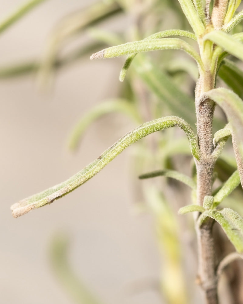 Nahaufnahme eines grünen, pelzigen Stängels und der Blätter von Lavandula angustifolia. Die Pflanze erscheint länglich und hat eine weiche, haarige Textur entlang ihrer Oberfläche. Der Hintergrund ist unscharf, was die komplizierten Details dieser Lavendelpflanze hervorhebt.