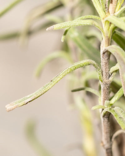 Nahaufnahme eines grünen, pelzigen Stängels und der Blätter von Lavandula angustifolia. Die Pflanze erscheint länglich und hat eine weiche, haarige Textur entlang ihrer Oberfläche. Der Hintergrund ist unscharf, was die komplizierten Details dieser Lavendelpflanze hervorhebt.