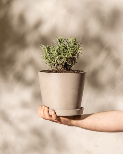 Eine ausgestreckte Hand auf der rechten Seite des Bildes hält einen kleinen beigen Blumentopf mit einer Sukkulente. Der Hintergrund ist in einem weichen, hellen Beige gehalten, und die Hand und der Blumentopf sind gut beleuchtet und werfen einen subtilen Schatten mit einem an Lavendel erinnernden Duft.