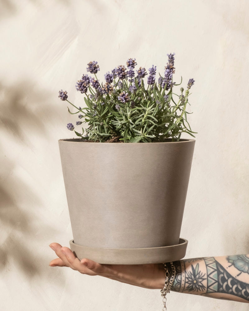 Eine tätowierte Hand hält einen beigen Blumentopf mit blühendem Lavendel und schafft so „Bienen Lebensraum“ vor einer hellen, strukturierten Wand.