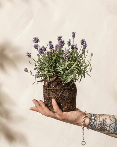 Eine Hand mit tätowiertem Handgelenk hält eine kleine Lavendelpflanze mit freiliegenden Wurzeln und violetten Blüten und bietet Bienen Lebensraum vor einem hellen, neutralen Hintergrund.