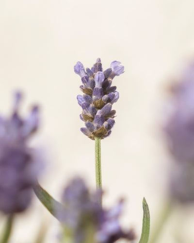 Eine Nahaufnahme einer Lavendelblüte (Lavandula angustifolia) mit zartvioletten Blütenblättern und grünem Stiel vor einem hellen, unscharfen Hintergrund – perfekt, um Bienen zu unterstützen und einen idealen Lebensraum zu schaffen.