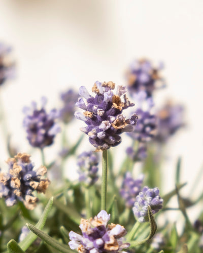 Nahaufnahme von blühendem Lavendel (Lavandula angustifolia) mit violetten Blütenblättern und teilweise braunen Spitzen vor unscharfem Hintergrund. Grüne Stängel und Blätter heben Lavendel als wichtigen Lebensraum für Bienen hervor.