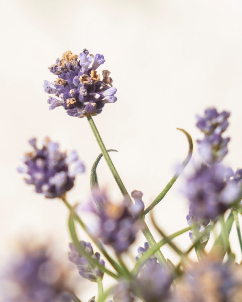 Nahaufnahme von blühendem Lavendel mit zarten violetten Blütenblättern und grünen Stielen vor einem weichen, hellen Hintergrund – ein einladender Bienenlebensraum. Die zentrale Blüte ist scharf abgebildet, während die anderen Blüten im Vorder- und Hintergrund leicht verschwommen sind.