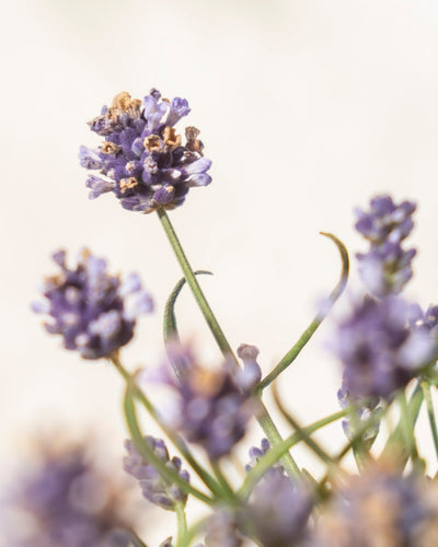 Nahaufnahme von blühendem Lavendel mit zarten violetten Blütenblättern und grünen Stielen vor einem weichen, hellen Hintergrund – ein einladender Bienenlebensraum. Die zentrale Blüte ist scharf abgebildet, während die anderen Blüten im Vorder- und Hintergrund leicht verschwommen sind.