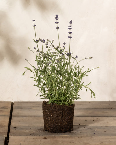Lavendel