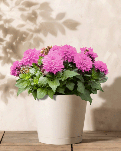 Ein weißer Topf mit rosa Dahlien und üppigen grünen Blättern steht auf einer Holzoberfläche. Die cremefarbene Wand im Hintergrund weist Schatten auf, die an Blüten erinnern und der Szene eine natürliche Note verleihen.