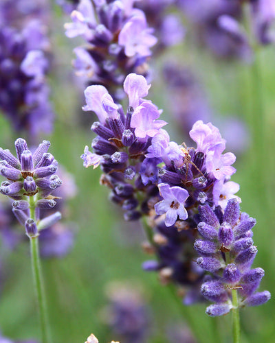 Nahaufnahme einer leuchtend violetten Lavandula angustifolia in voller Blüte, mit zarten Blütenblättern und einem Hauch von grünen Stielen und Blättern im unscharfen Hintergrund. Der Lavendel sieht frisch und duftend aus und hebt die komplizierten Details der winzigen Blütenbüschel hervor.