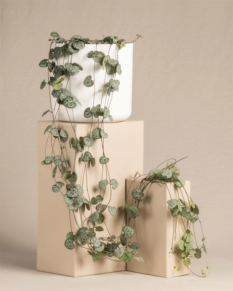 Eine Leuchterpflanze (auch Ceropegia woodii, Leuchterblume, Rosenwein, String of Hearts, Rosary Vine, Sweetheart Vine oder Chaîne des cœurs genannt) in 'Soft' Töpfen in den Farben Weiß, Pink, Grün und Anthrazit