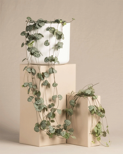 Eine Leuchterpflanze (auch Ceropegia woodii, Leuchterblume, Rosenwein, String of Hearts, Rosary Vine, Sweetheart Vine oder Chaîne des cœurs genannt) in 'Soft' Töpfen in den Farben Weiß, Pink, Grün und Anthrazit