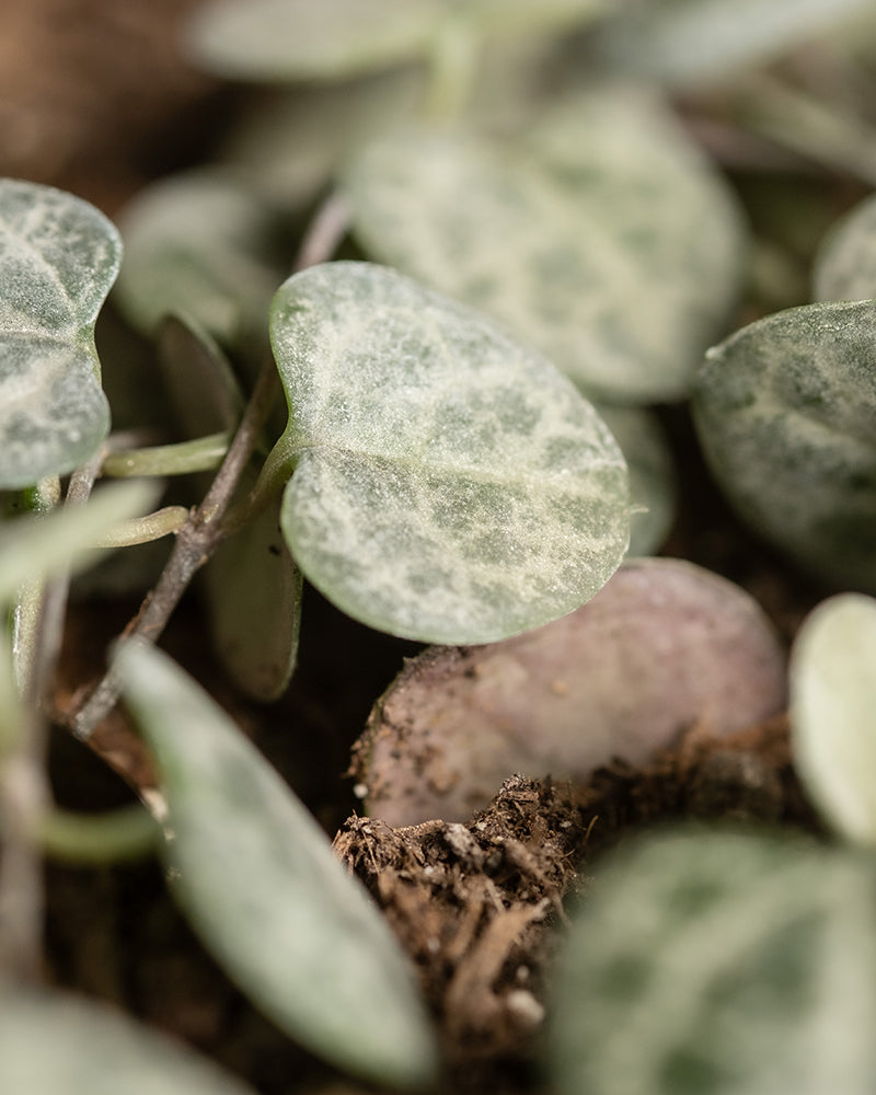 Detailaufnahme der Blätter einer Leuchterpflanze (auch Ceropegia woodii, Leuchterblume, Rosenwein, String of Hearts, Rosary Vine, Sweetheart Vine oder Chaîne des cœurs genannt)