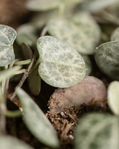 Detailaufnahme der Blätter einer Leuchterpflanze (auch Ceropegia woodii, Leuchterblume, Rosenwein, String of Hearts, Rosary Vine, Sweetheart Vine oder Chaîne des cœurs genannt)