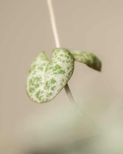 Nahaufnahme eines Blattes einer Leuchterpflanze (auch Ceropegia woodii, Leuchterblume, Rosenwein, String of Hearts, Rosary Vine, Sweetheart Vine oder Chaîne des cœurs genannt)