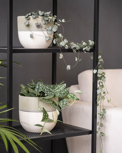 Eine Leuchterpflanze (auch Ceropegia woodii, Leuchterblume, Rosenwein, String of Hearts, Rosary Vine, Sweetheart Vine oder Chaîne des cœurs genannt) in einem Regal in einem möblierten Wohnzimmer mit weiteren Pflanzen