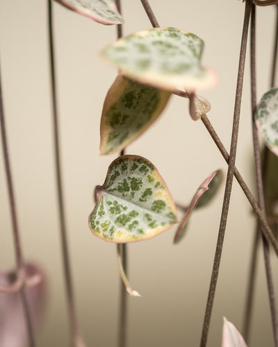 Nahaufnahme einer rosa Leuchterpflanze, genauer gesagt der Ceropegia woodii, mit herzförmigen Blättern mit bunten grünen Mustern auf schlanken, herabhängenden Ranken vor einem neutralen Hintergrund. Die Blätter weisen Schattierungen von Grün und Rosa auf.