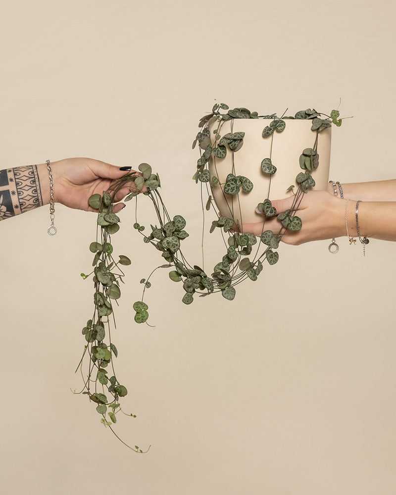 Eine Leuchterpflanze (auch Ceropegia woodii, Leuchterblume, Rosenwein, String of Hearts, Rosary Vine, Sweetheart Vine oder Chaîne des cœurs genannt) wird in den Händen gehalten