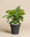Maranta 'Light Veins' • feey