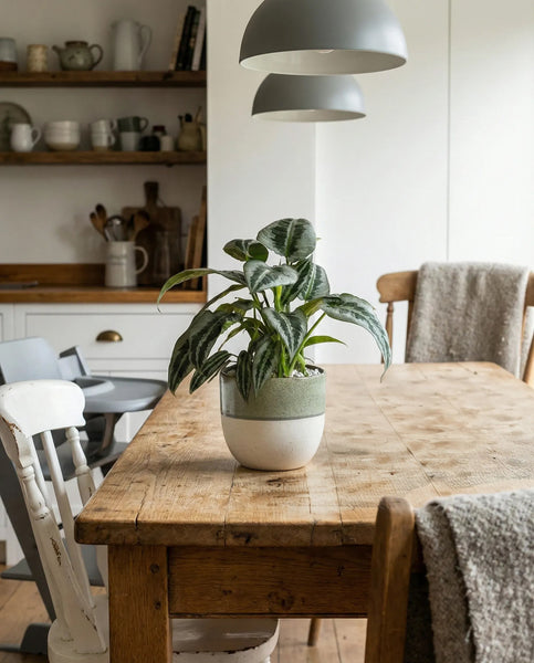 Die tropische Zimmerpflanze Schismatoglottis 'Silver Indukan' - feey steht in einem Topf auf einem rustikalen Holzesstisch in einer gemütlichen Küche, umgeben von Holzstühlen, Geschirrregalen und zwei Pendelleuchten.