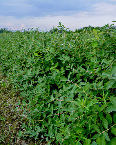 Maibeeren-Strauch in der Wildnis 