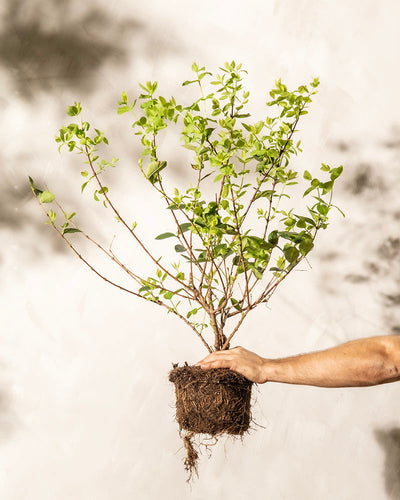 Eine Person hält eine kleine, blättrige Lonicera purpusii am Wurzelballen vor einem schlichten, cremefarbenen Hintergrund. Man sieht die Hand, die die Lonicera purpusii, die mehrere Zweige mit grünen Blättern hat, sanft stützt. Im Hintergrund sind Schatten der Pflanze und der Zweige zu sehen.