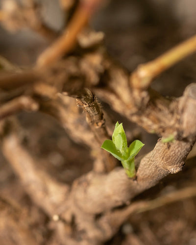 Eine Nahaufnahme eines Astes zeigt neue grüne Knospen, die aus der Rinde einer Lonicera purpusii sprießen. Der Hintergrund ist verschwommen, wodurch die Aufmerksamkeit auf das frische Wachstum gelenkt wird, das den Beginn neuen Lebens oder des Frühlings symbolisiert.
