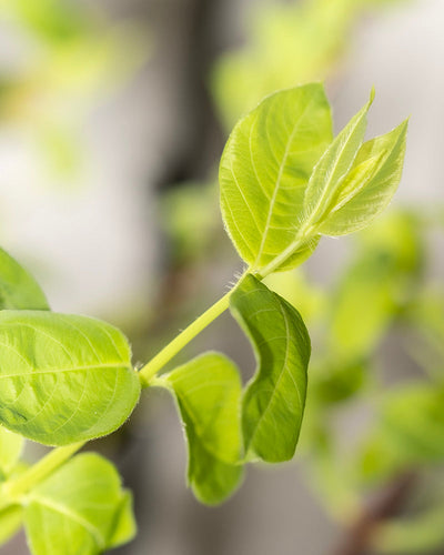 Nahaufnahme eines hellgrünen Lonicera purpusii-Stängels mit mehreren jungen Blättern. Die Blätter haben ein frisches, lebendiges Aussehen und der Stängel ist weich und leicht behaart. Der Hintergrund ist unscharf, wodurch die Lonicera purpusii-Blätter zum Mittelpunkt des Bildes werden.