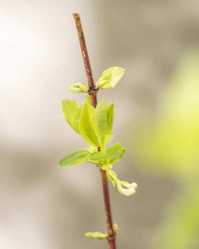 Eine Nahaufnahme eines dünnen braunen Stängels mit mehreren kleinen grünen Blättern und Knospen, charakteristisch für die Lonicera purpusii. Der Hintergrund ist leicht verschwommen, wodurch die Details dieser Winterschönheit hervorgehoben werden und der Beginn des Frühlings angedeutet wird.