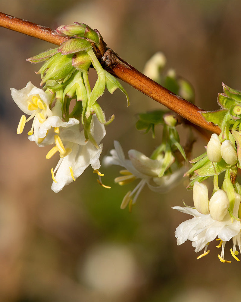 Nahaufnahme von weißen Lonicera purpusii-Blüten, die auf einem braunen Zweig mit mehreren Blütenknospen blühen. Die zarten Blütenblätter umgeben gelbe Staubblätter und der Hintergrund ist leicht verschwommen, wodurch die komplizierten Details dieser Lonicera purpusii-Blüten hervorgehoben werden.