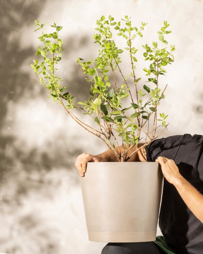 Eine Person in einem schwarzen Hemd hält einen großen grauen Blumentopf, in dem eine Lonicera purpusii mit mehreren belaubten Zweigen steckt. Der Hintergrund ist eine helle, sonnenbeschienene Wand, auf der Schatten der Lonicera purpusii und der Person zu sehen sind. Die Person ist nur teilweise sichtbar, ihr Kopf ist außerhalb des Rahmens.